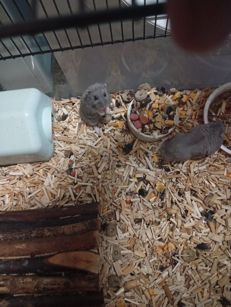 Grijze dwerghamsters, Dieren en Toebehoren, Hamster, Juli, Meerdere dieren, Tam