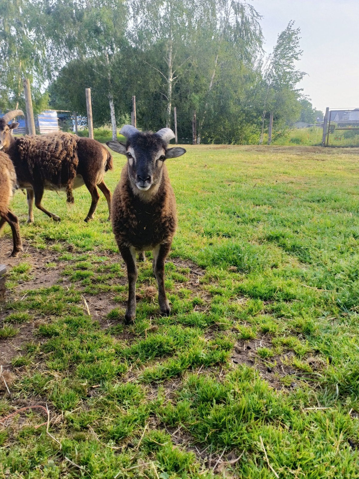 Soay schapen  te koop