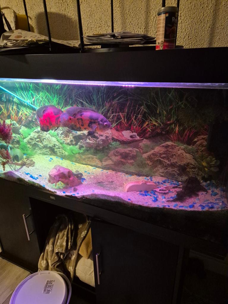 Juwel aquarium 450l +vissen, Dieren en Toebehoren, Vissen | Aquaria en Toebehoren, Ophalen, Juwel