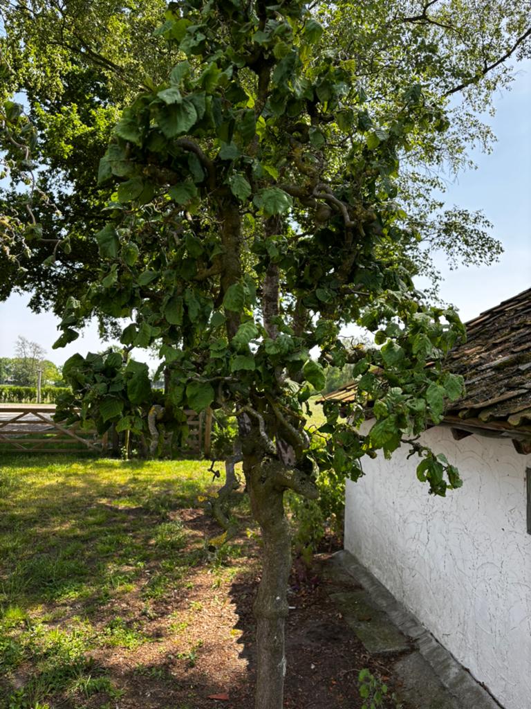 Krulhazelaar in pot, Tuin en Terras, Ophalen, In pot