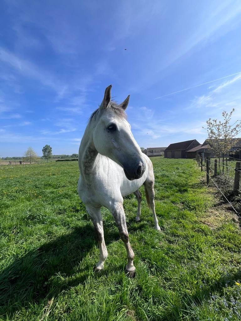 Weide gezocht, regio ophasselt, geaardsbergen, ninove, Animaux & Accessoires, Chevaux