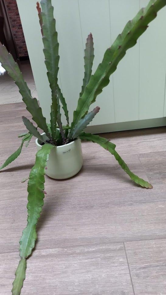 2 potten rode hangcactus, Ophalen