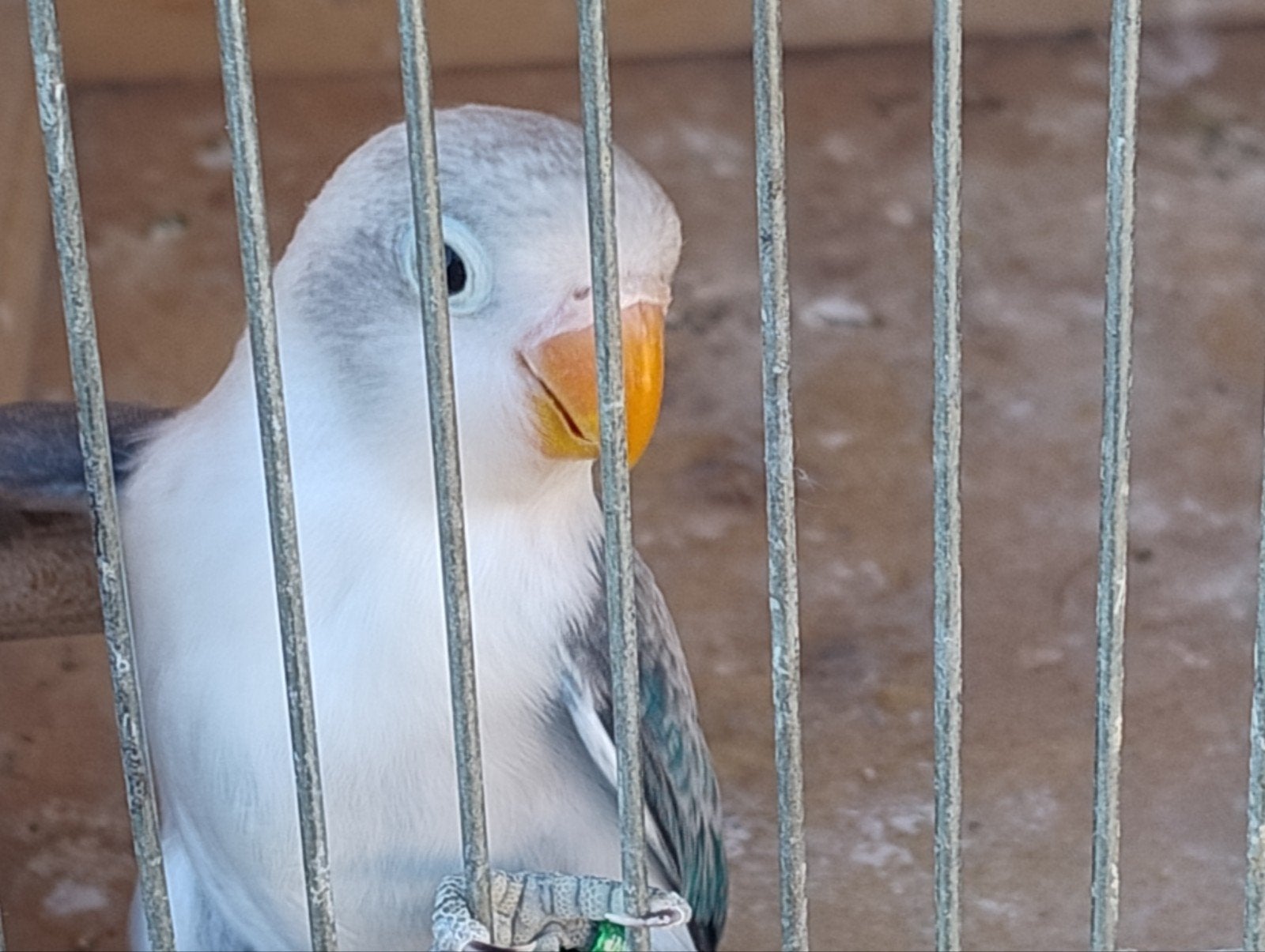 Fischerie's