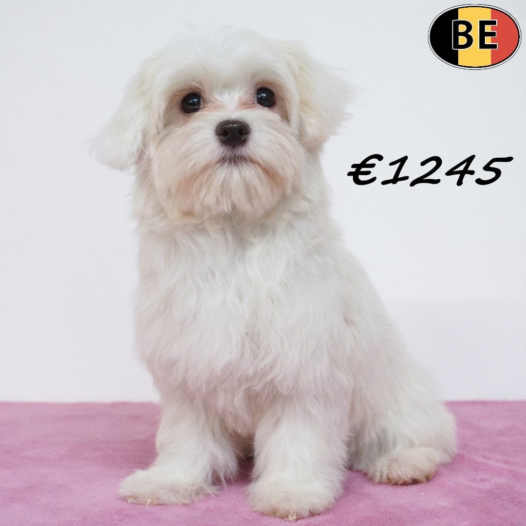 Bichon Maltais (femelles) chiots belges à vendre, Commerçant, Maladie de Carré (chiens), Chienne, Belgique