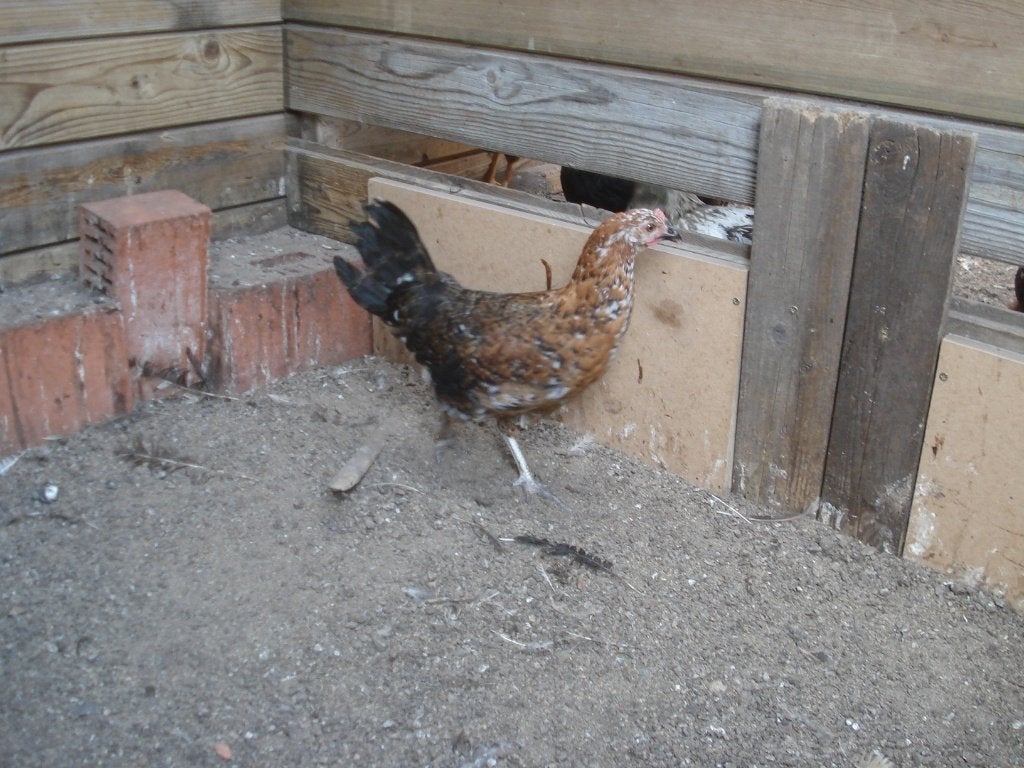 hen (kruising), Vrouwelijk, Kip