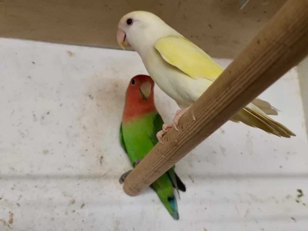 Te Koop: Agapornis Roseicollis, Animaux & Accessoires, Plusieurs animaux, Perroquet nain ou Inséparable