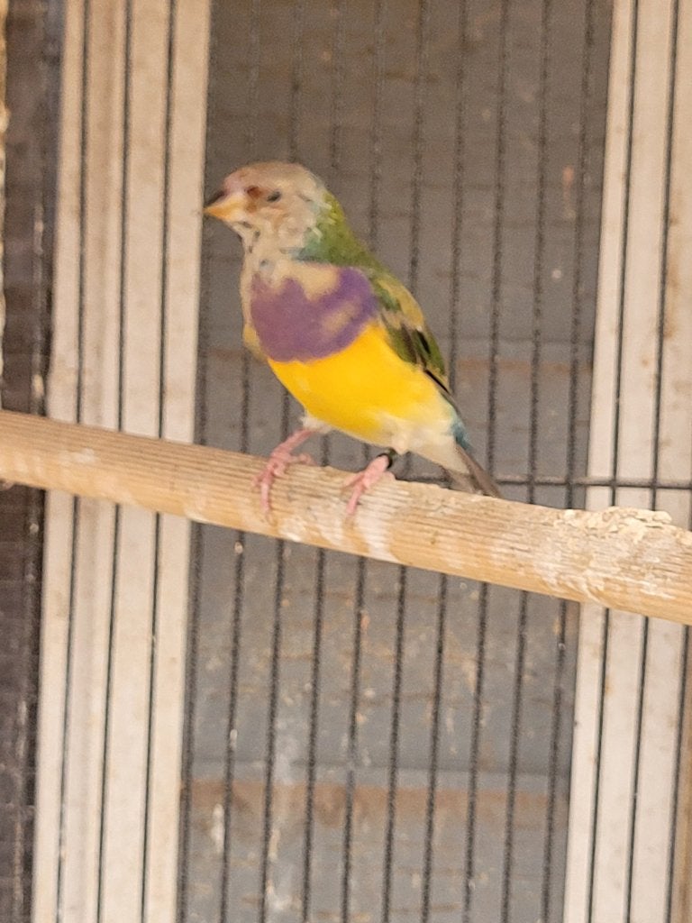 Gouldamadine mannen, Dieren en Toebehoren, Mannelijk, Tropenvogel, Geringd
