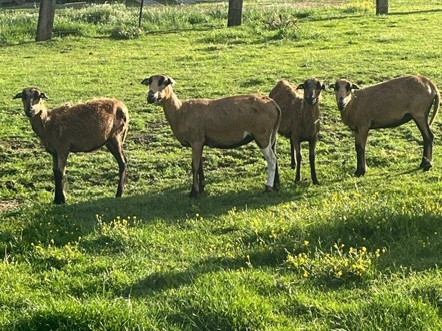 Kameroen schapen jonge ooien / ooien + lammetjes ram/ooi, Plusieurs animaux, Mouton, 0 à 2 ans
