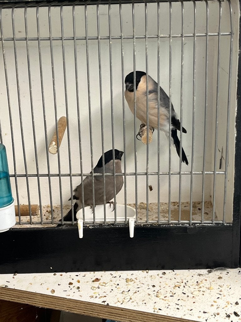 Noorse Goudvink, Plusieurs animaux, Oiseau chanteur sauvage, Bagué