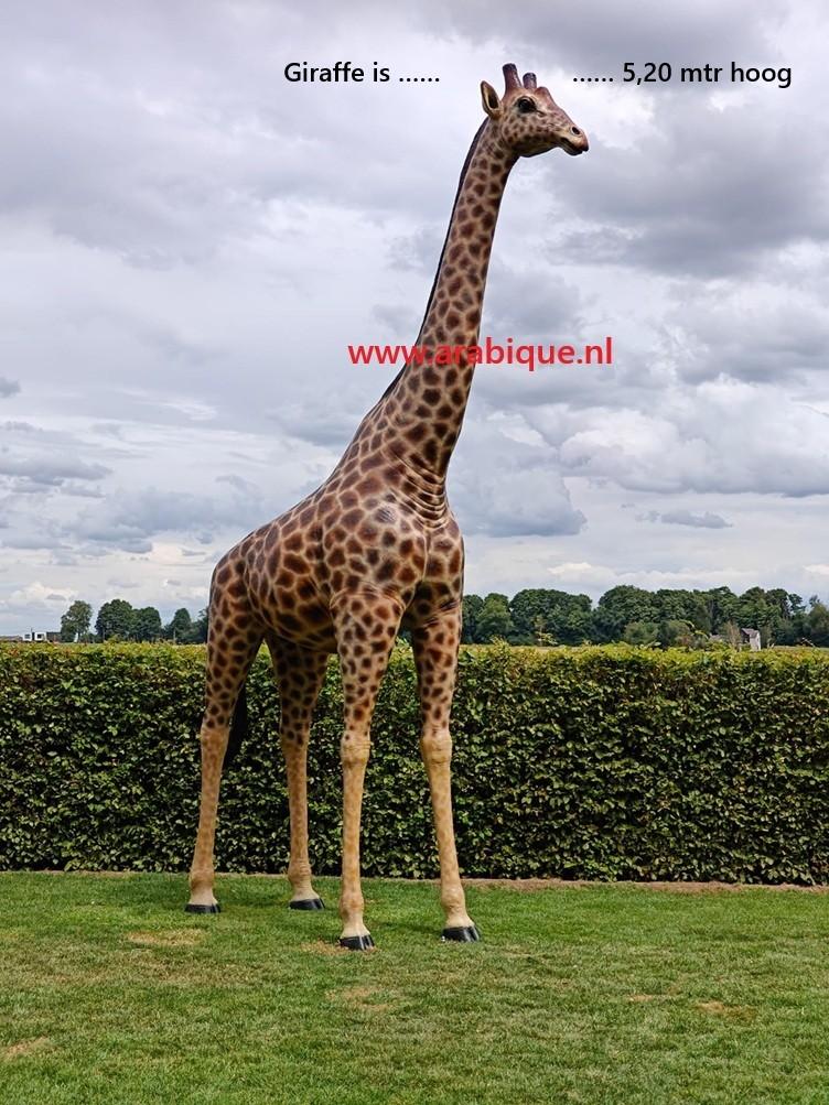 Giraffe  ,  van kleine tot ware grote Giraffe modellen, Ophalen, Nieuw, Kunststof, Dierenbeeld