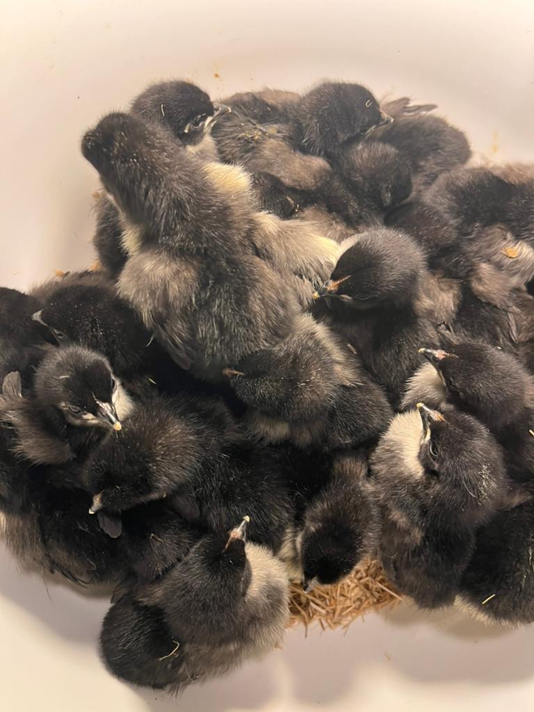 Poussin de plusieurs races, Animaux & Accessoires, Sexe inconnu, Poule ou poulet