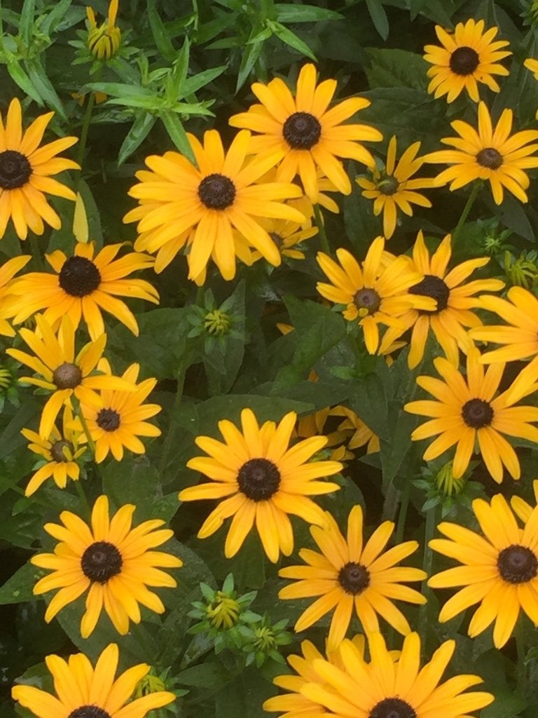 Rudbeckia , laatste potjes, Tuin en Terras, Planten | Tuinplanten, Volle zon, Vaste plant, Zomer, Ophalen