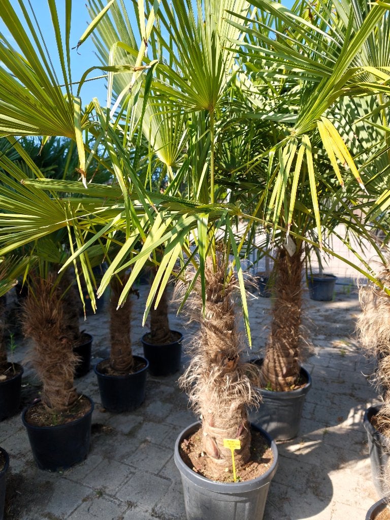 Trachycarpus Fortunei PROMO, Tuin en Terras, Ophalen, In pot