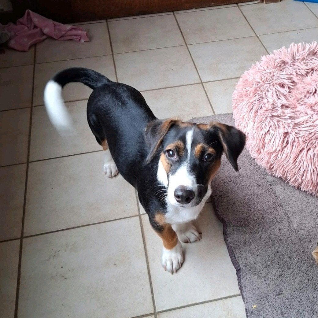 Lieve Jack Russell reu 5,5 mnd, Dieren en Toebehoren, België, Reu, CDV (hondenziekte), Meerdere