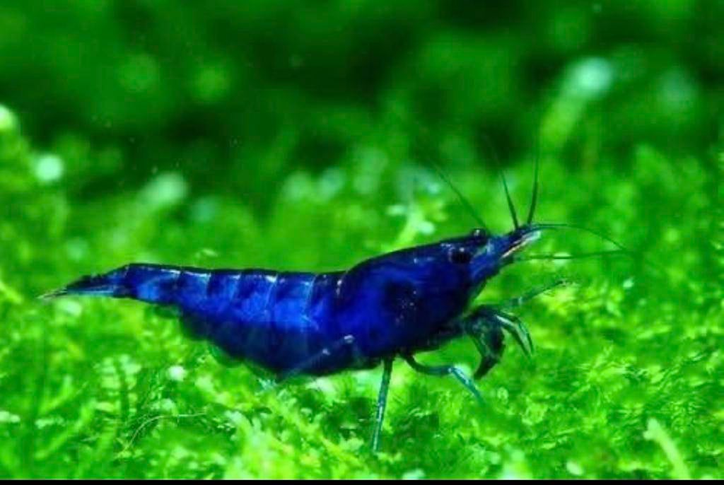 Garnalen blauw, Dieren en Toebehoren