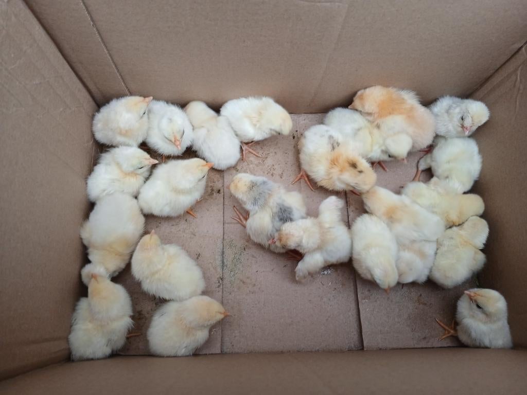 Chabo  kuikens  5 euro per stuk, Dieren en Toebehoren, Pluimvee