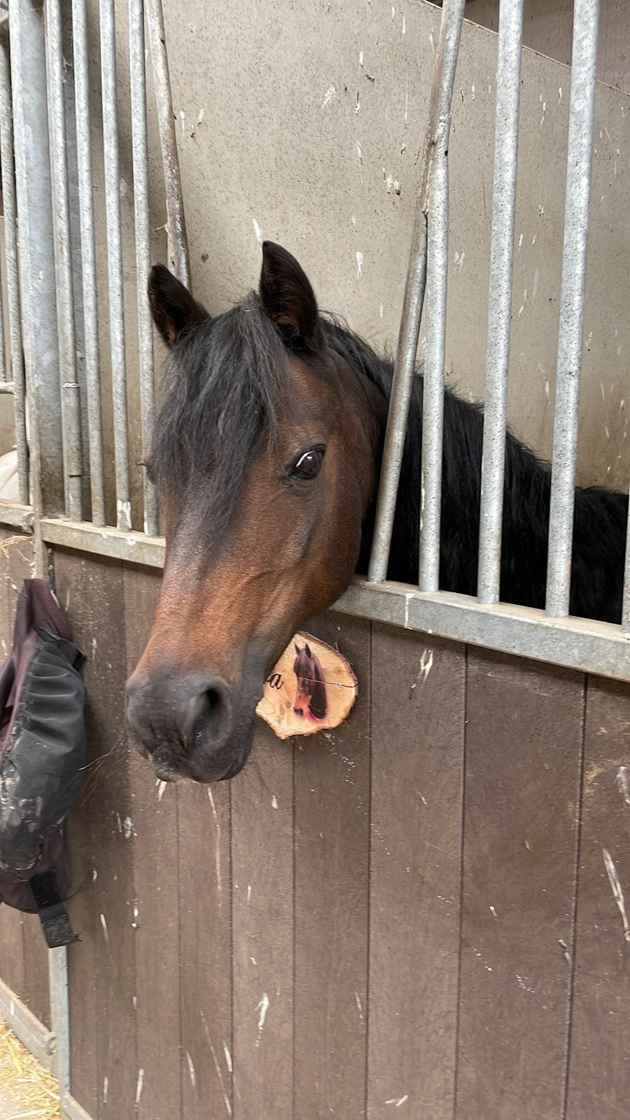 Lieve duitse rijpony C pony, Dieren en Toebehoren, Merrie, Met stamboom, M, C pony (1.27m tot 1.37m)