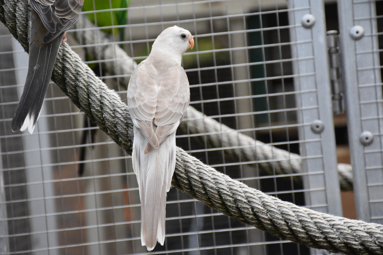 Roodrugparkiet, roodrugparkieten, roodruggen 2026, Plusieurs animaux, Perruche, Bagué