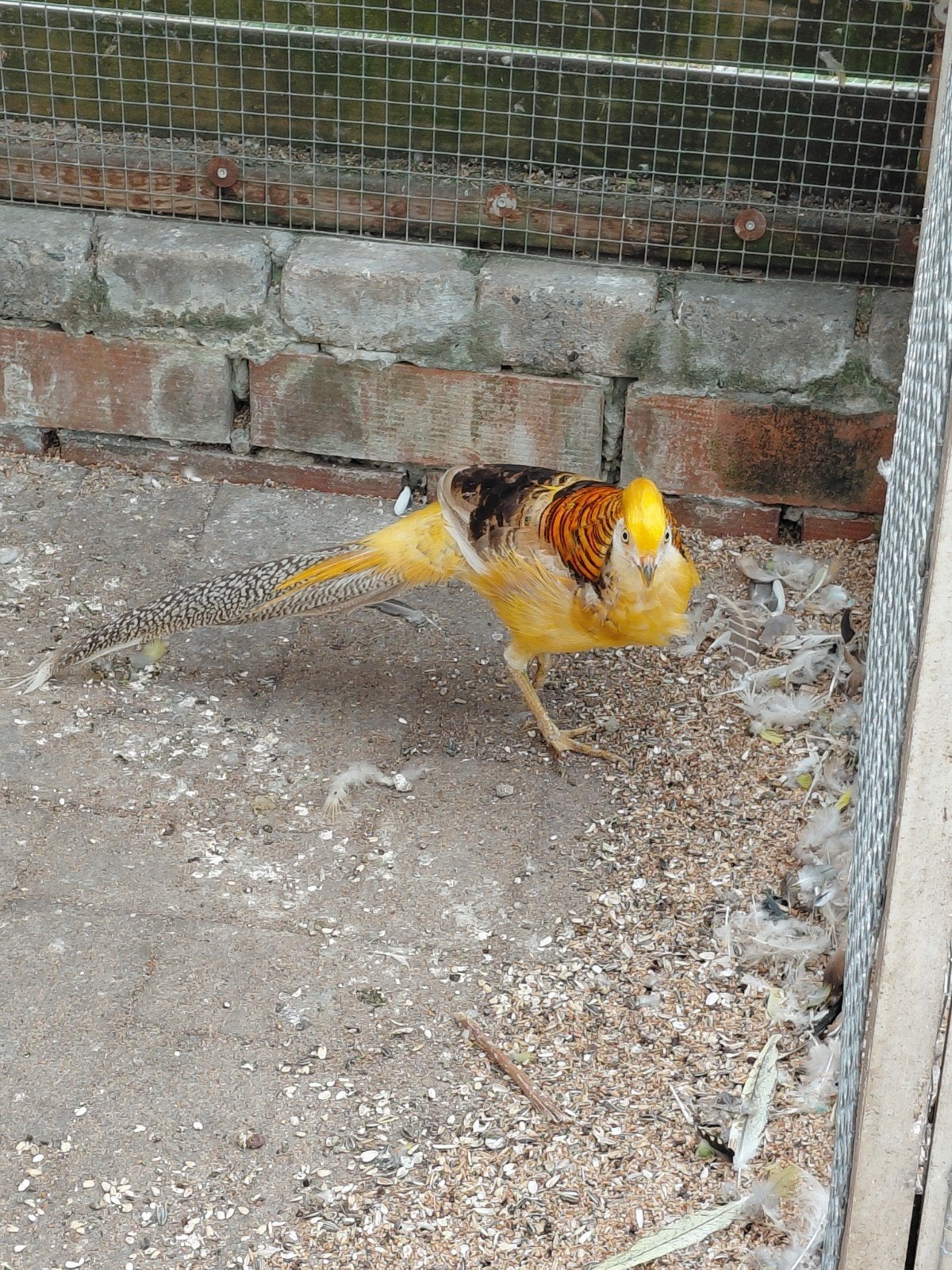 geelgoud fazant, Dieren en Toebehoren