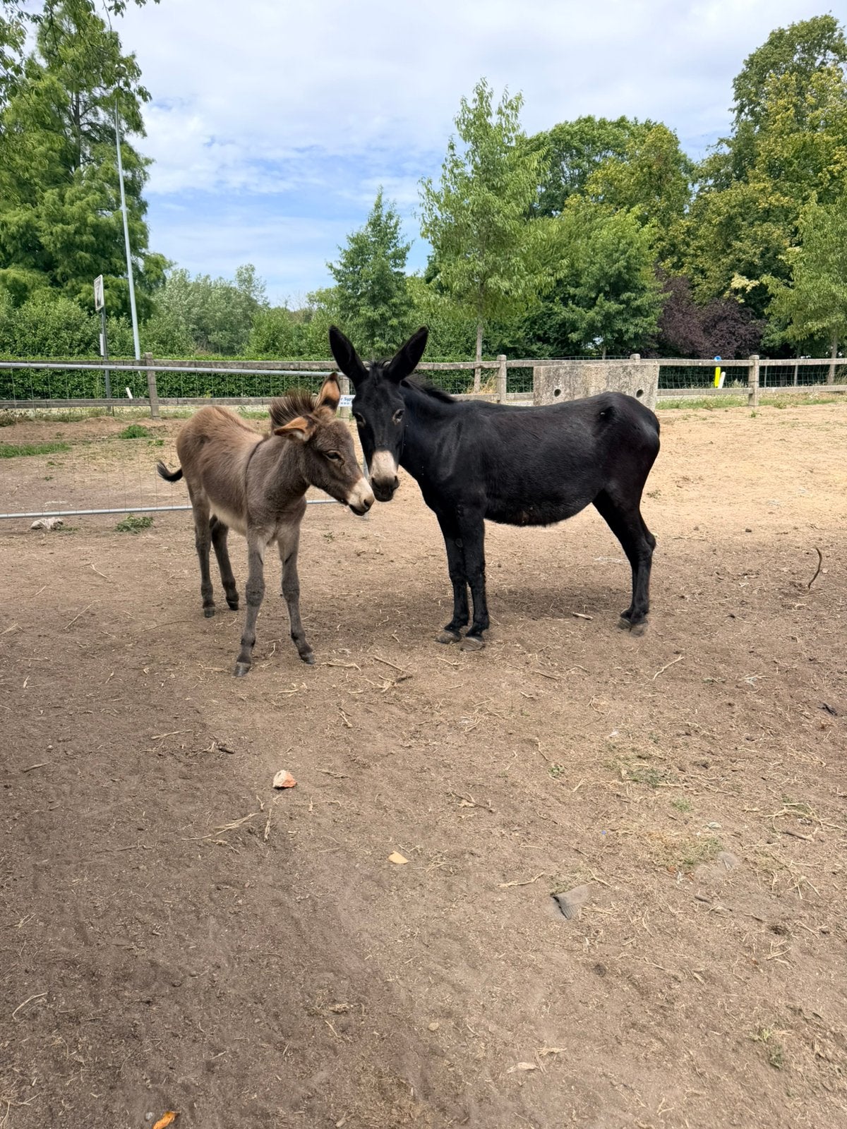 Ezelmerrie met veulen, Dieren en Toebehoren, Merrie, L