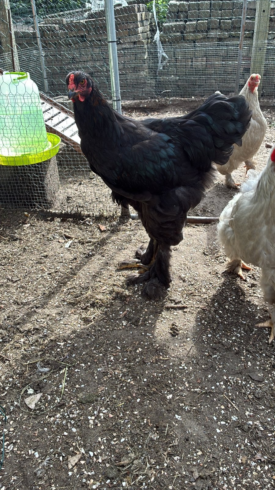 Zwarte bramha haan te koop, Dieren en Toebehoren, Mannelijk, Kip