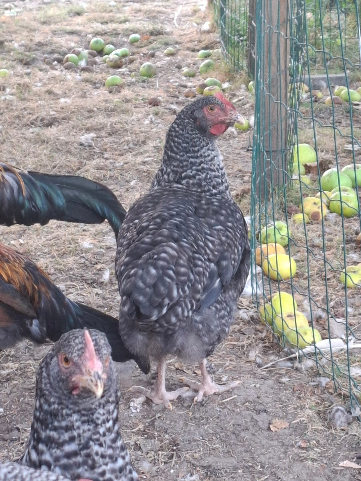 Jonge koekoek leghennen., Dieren en Toebehoren, Pluimvee