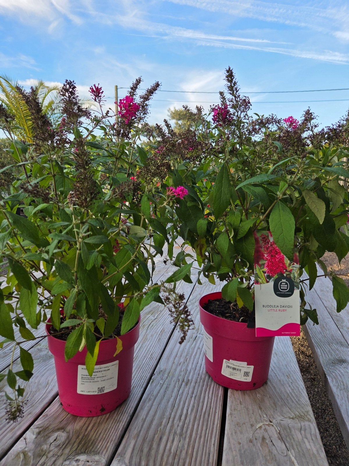 Vlinderstruik - Buddleja Little Butterfly, Tuin en Terras, Ophalen