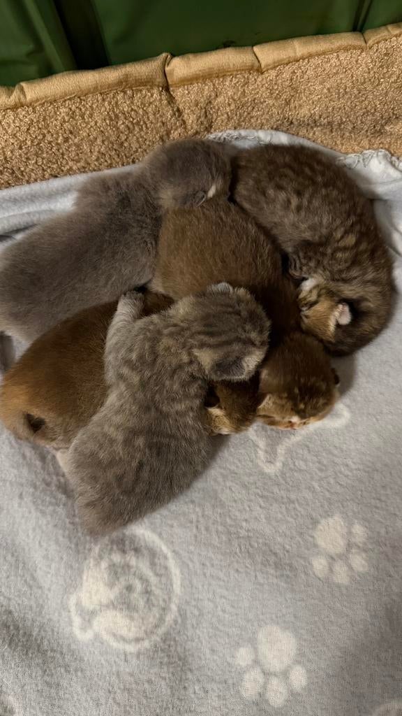 Brits korthaar kittens, Meerdere dieren, Gechipt, 0 tot 2 jaar