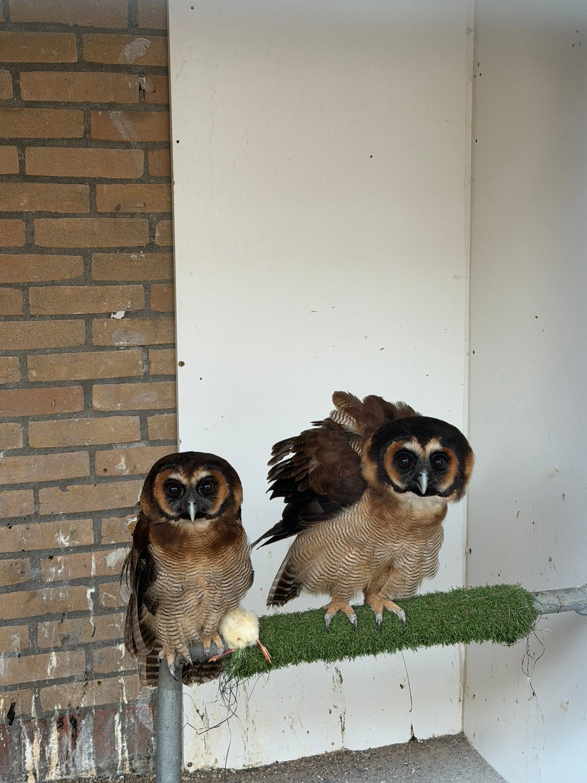 Koppel malaise bosuilen, Meerdere dieren, Roofvogel, Geringd