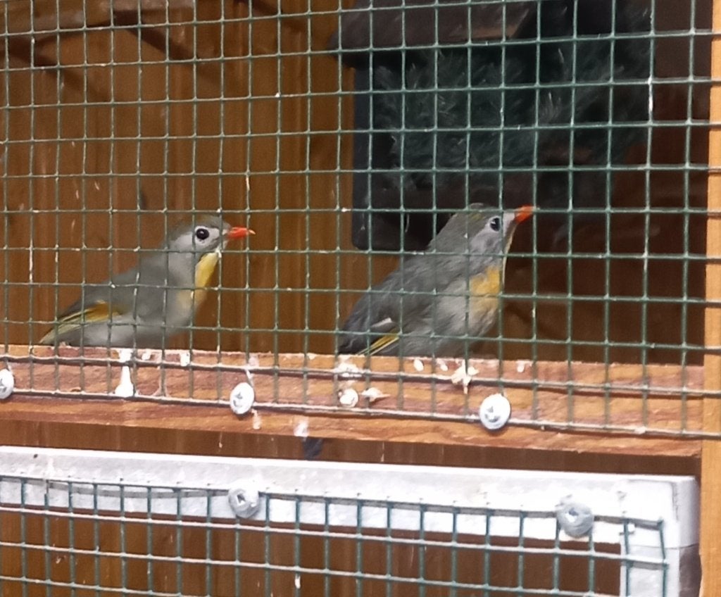 Japanse nachtegaal, Dieren en Toebehoren