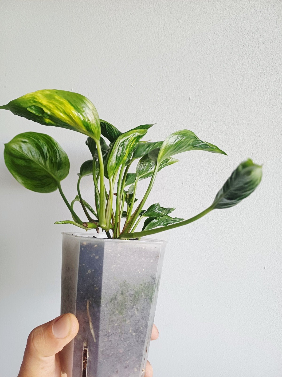 Epipremnum Shangri La variegata, Maison & Meubles, Plantes d'intérieur, Autres espèces, En pot, Enlèvement ou Envoi, Moins de 100 cm