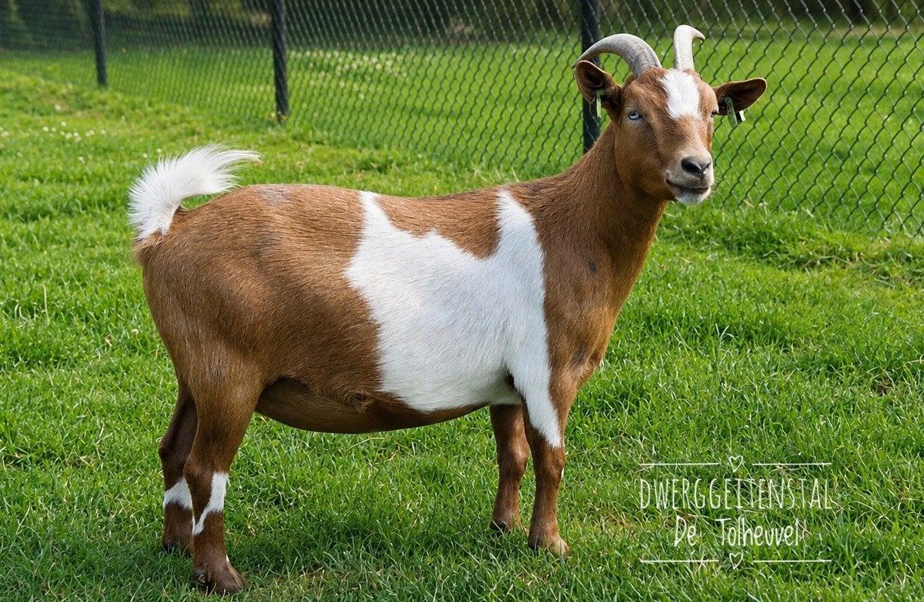 Des micros à chèvres nains aux couleurs spéciales., Animaux & Accessoires, Femelle, Chèvre, 3 à 5 ans
