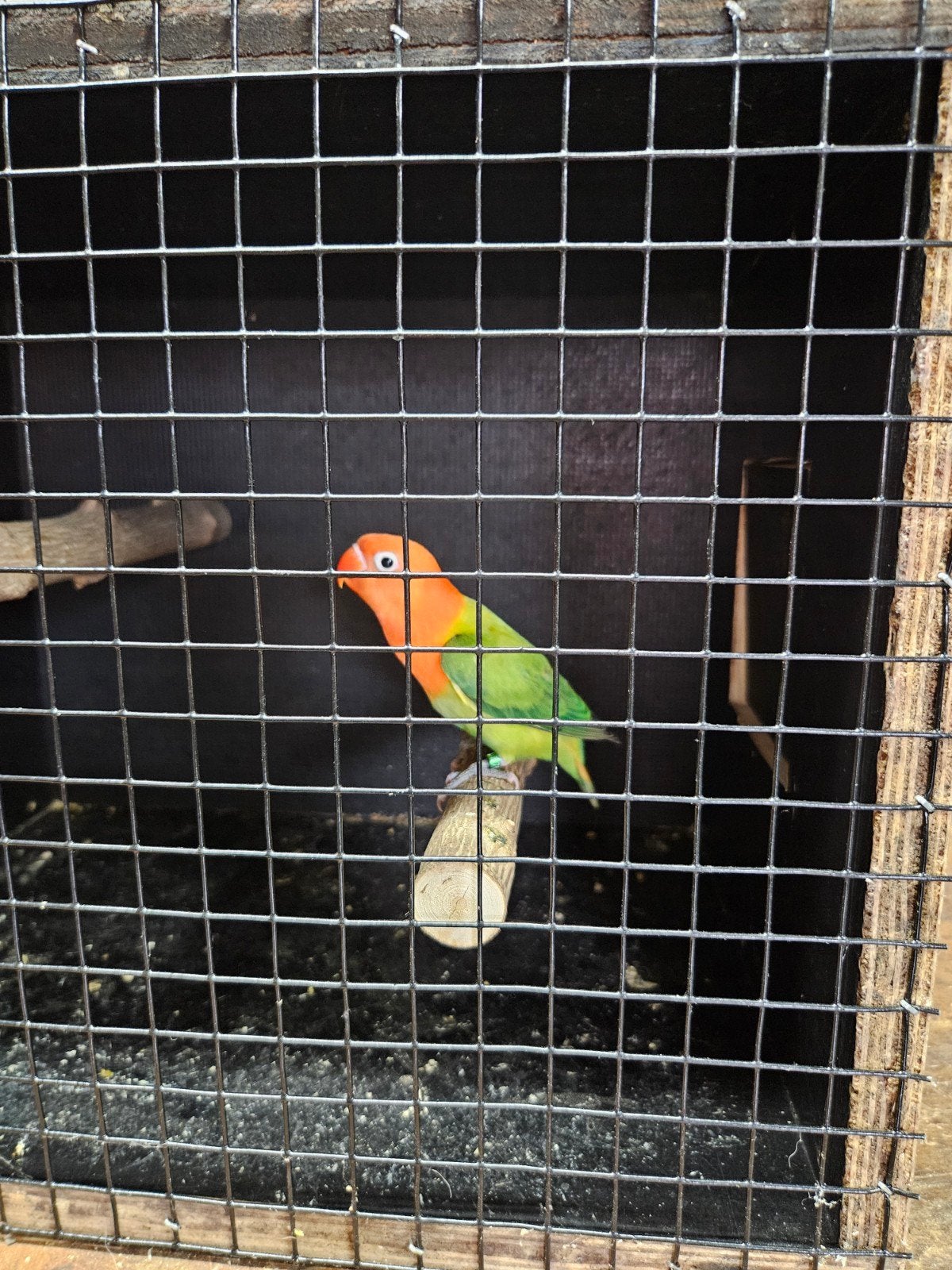 agapornis fischeri, Dieren en Toebehoren, Geslacht onbekend, Dwergpapegaai of Agapornis, Geringd