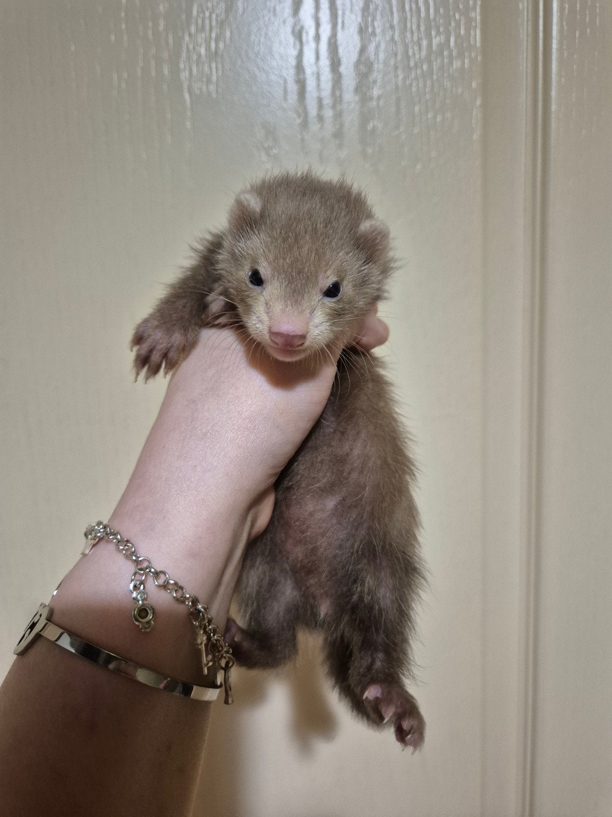3 mooie lieve fretten moertjes, Dieren en Toebehoren, Overige Dieren, Vrouwelijk, Mei
