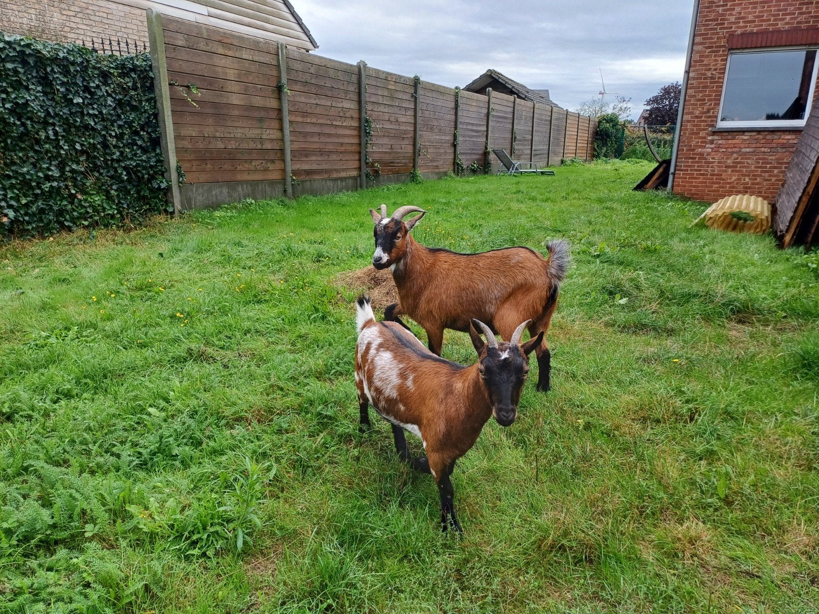 gecastreerd bokje en mieke 2,5 jaar oud, Plusieurs animaux, Chèvre, 0 à 2 ans