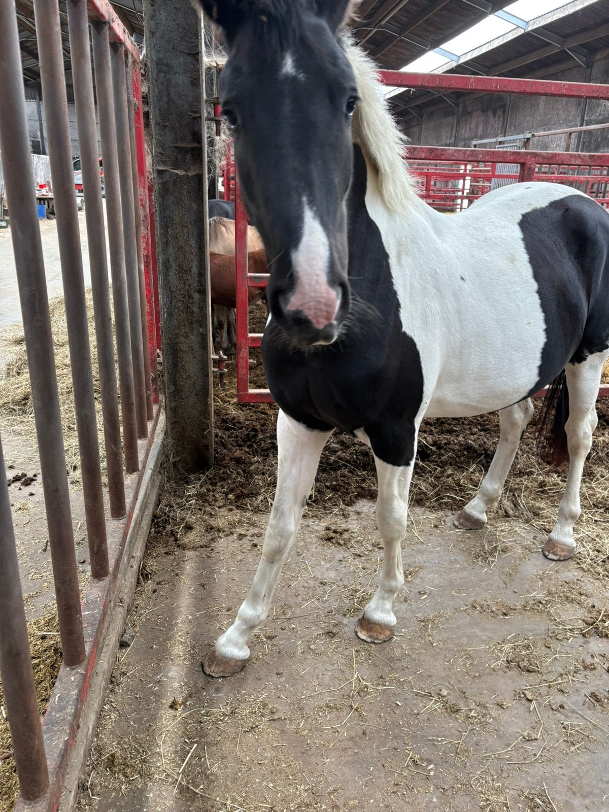 Belle jument hétéroclite, Cheval de dressage, Avec pedigree, 165 à 170 cm, Non dressé