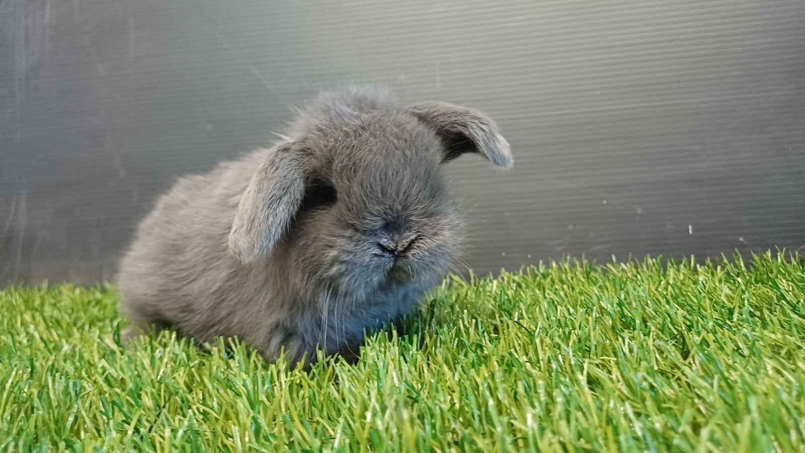 Zindelijke handtamme vrouwelijke minilop konijnen jong, Dieren en Toebehoren, Konijnen, Vrouwelijk, Dwerg, Hangoor, 0 tot 2 jaar