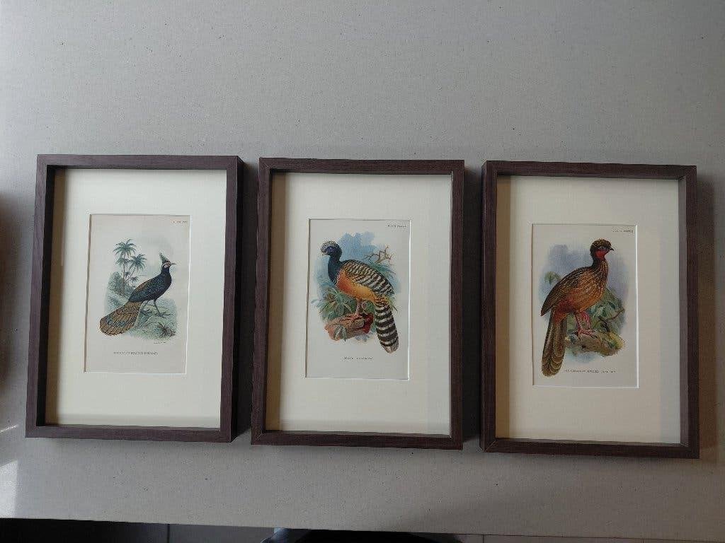 3 antieke vogelprenten (1897), Antiek en Kunst, Ophalen, Ingelijst, Lithografie, Dieren en Natuur