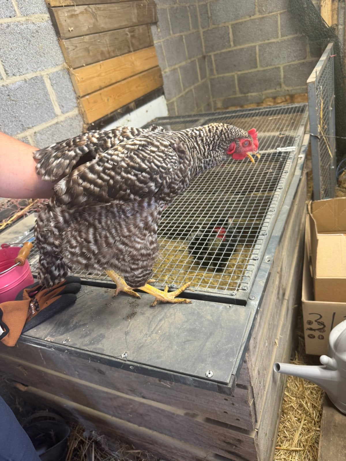 Diverse legkippen, Dieren en Toebehoren, Pluimvee