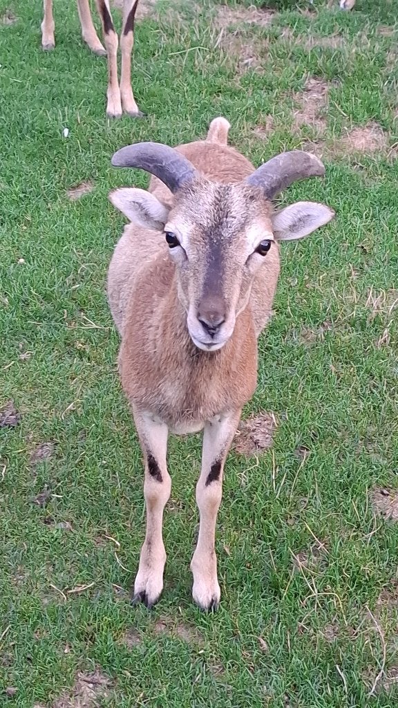 Moeflon, Dieren en Toebehoren, April, Mannelijk
