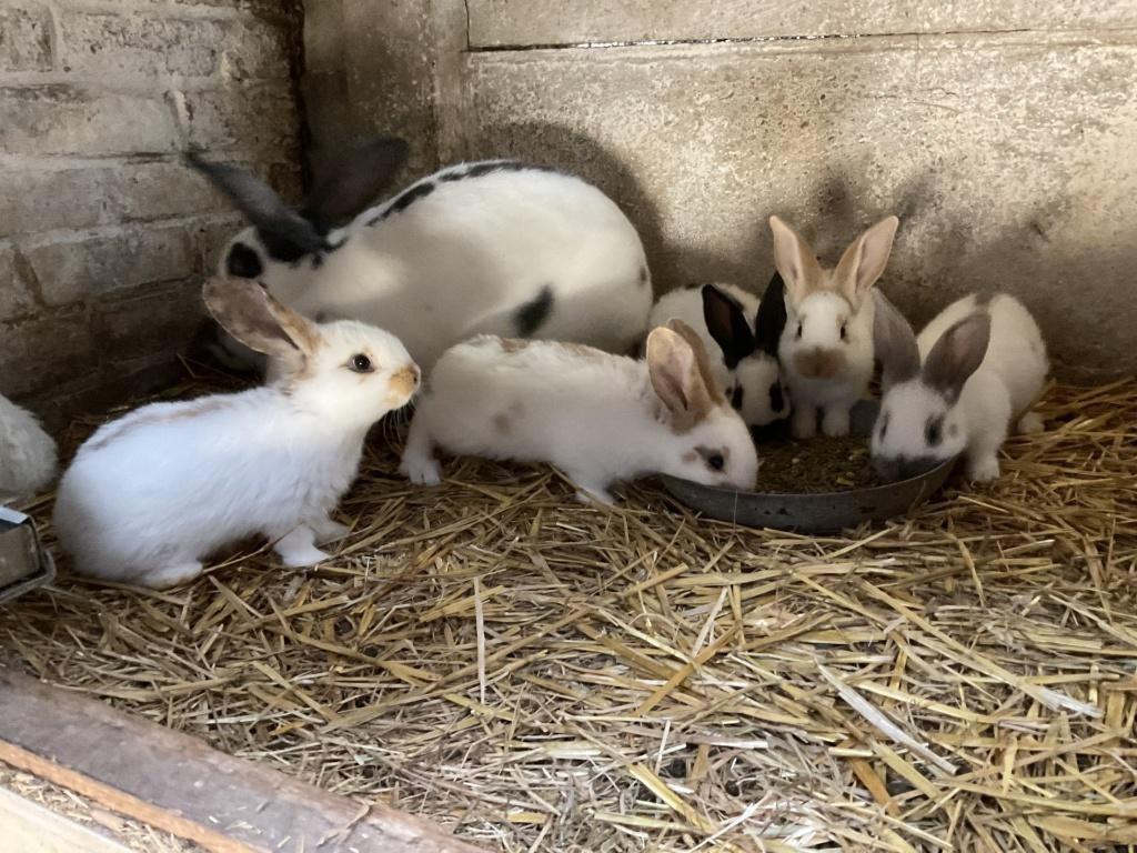 reuze vlinder konijnenjongen, Dieren en Toebehoren, Konijnen, Groot, 0 tot 2 jaar