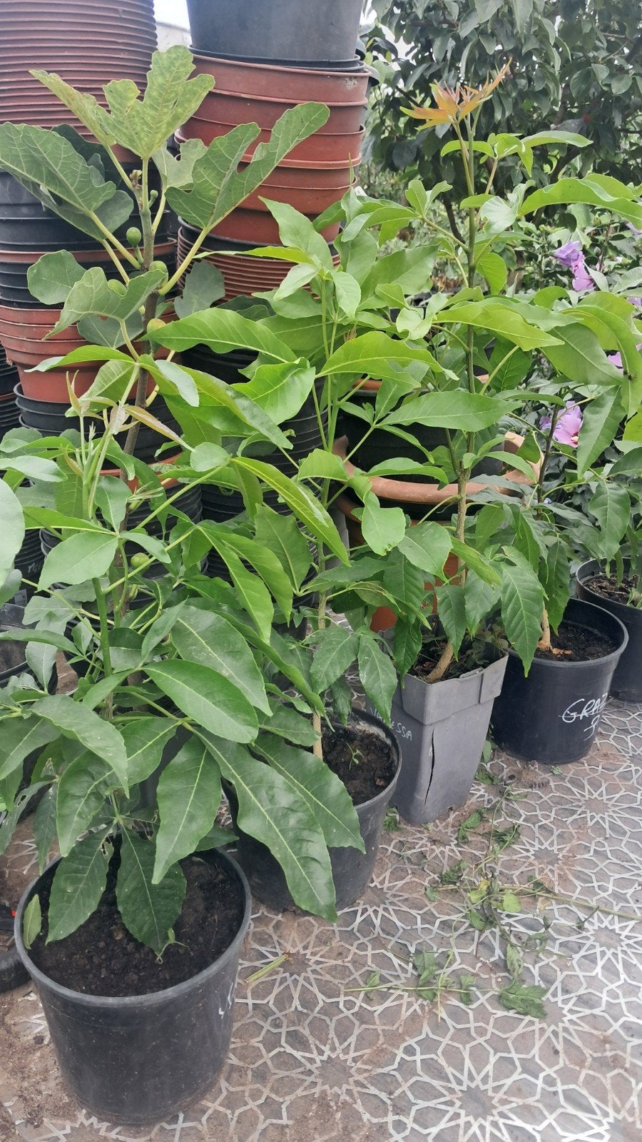 Sapote blanche(pomme mexicaine) 20€, Enlèvement