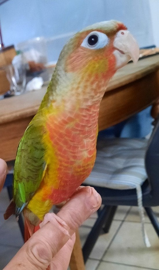 conure molinae EAM ( PYRRHURA), Animaux & Accessoires, Plusieurs animaux