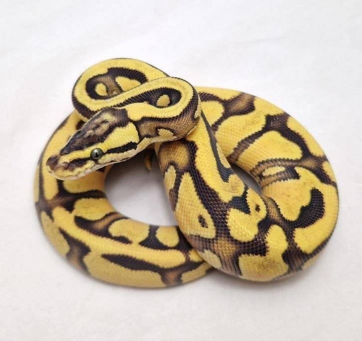 Enchi OD Yb Pastel het Clown koningspython vrouw Ball Python - female for sale from jurgen