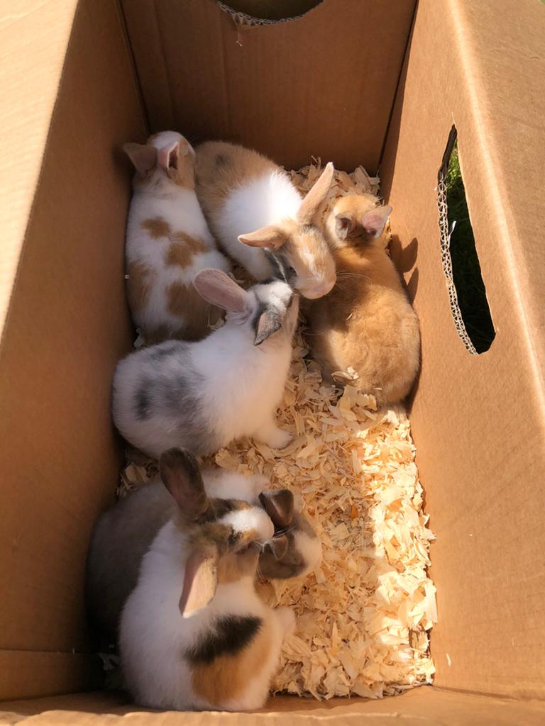 Dwergkonijntjes te koop, Plusieurs animaux, Petit, 0 à 2 ans