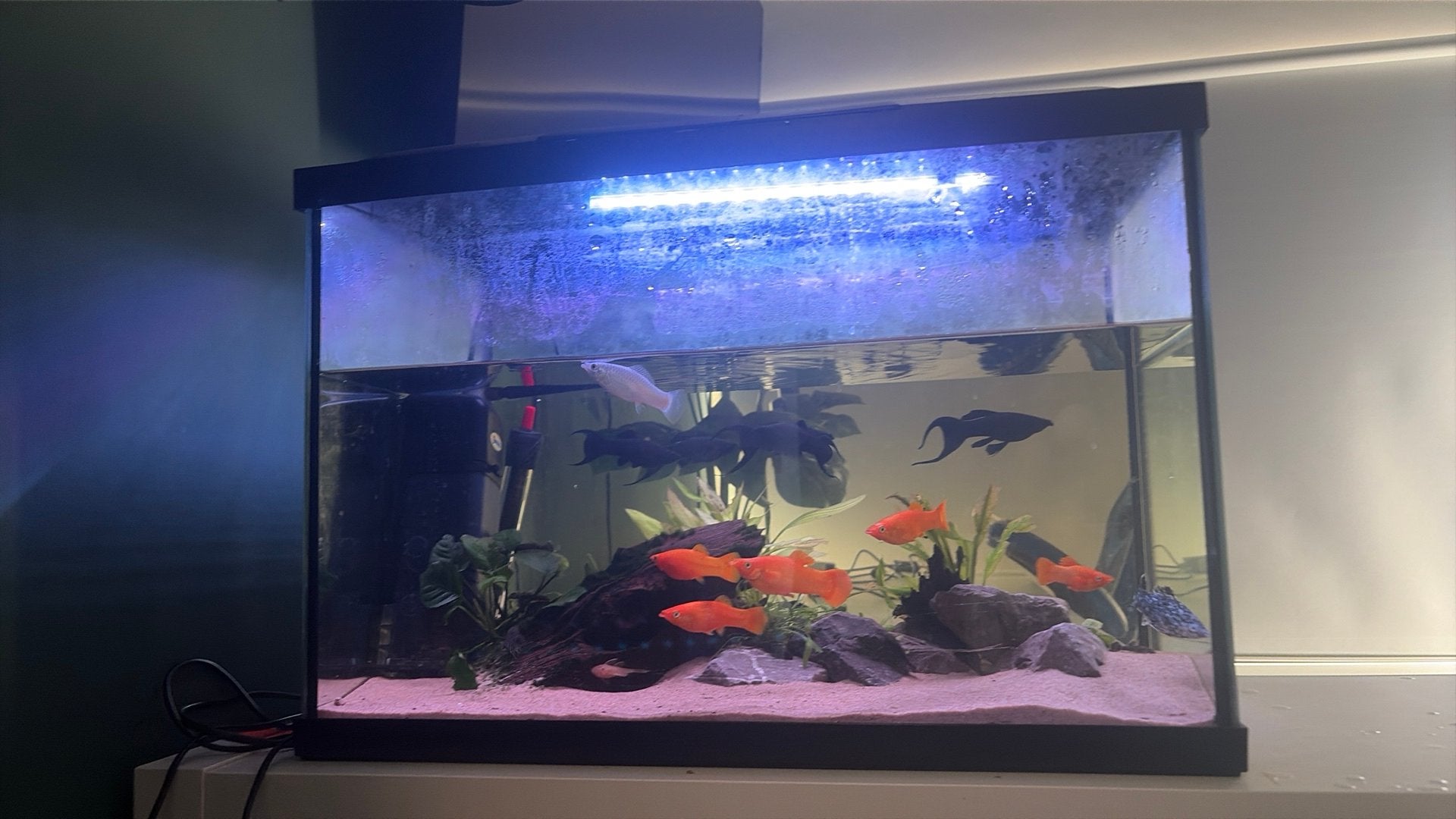 Aquarium 70 liter met vissen en inhoud, Dieren en Toebehoren, Ophalen, Gebruikt, Gevuld zoetwateraquarium, Superfish