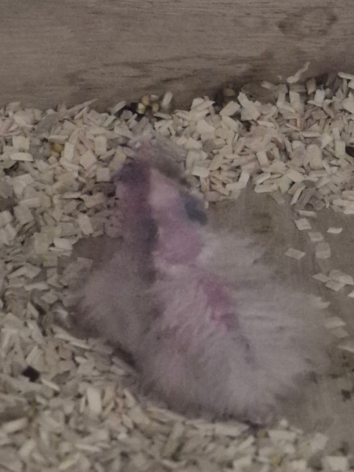 2 baby's valkparkieten, Geringd