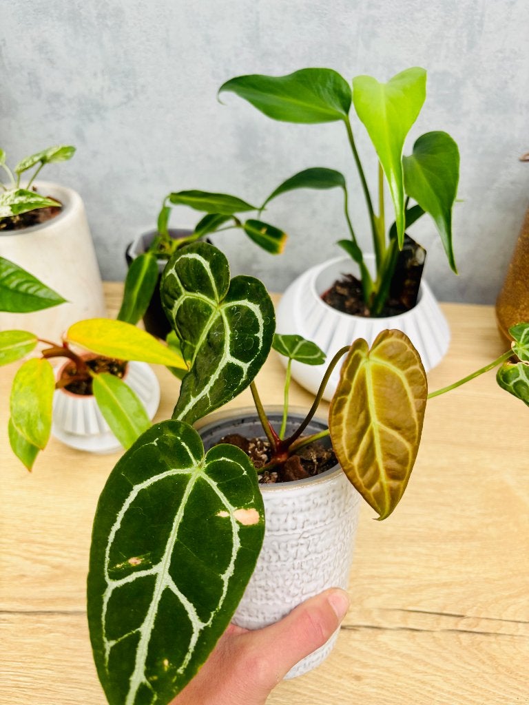 Anthurium crystallinum, Maison & Meubles, Plantes d'intérieur, Autres espèces, Enlèvement