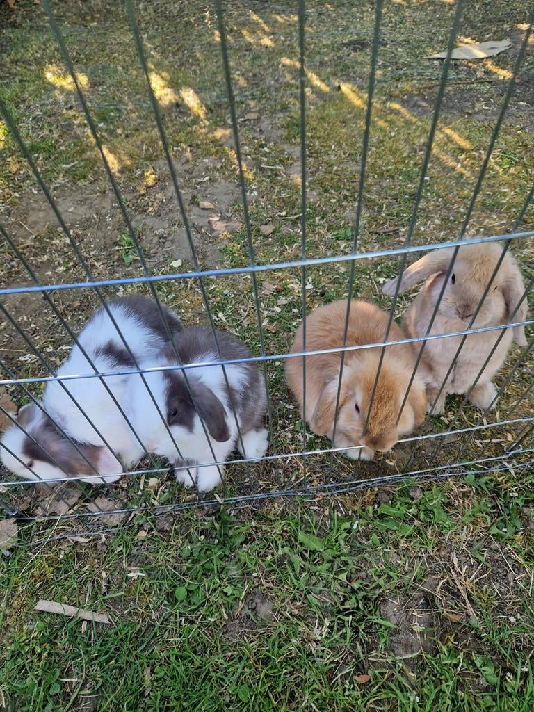 Minilop konijntjes, Dieren en Toebehoren, Konijnen