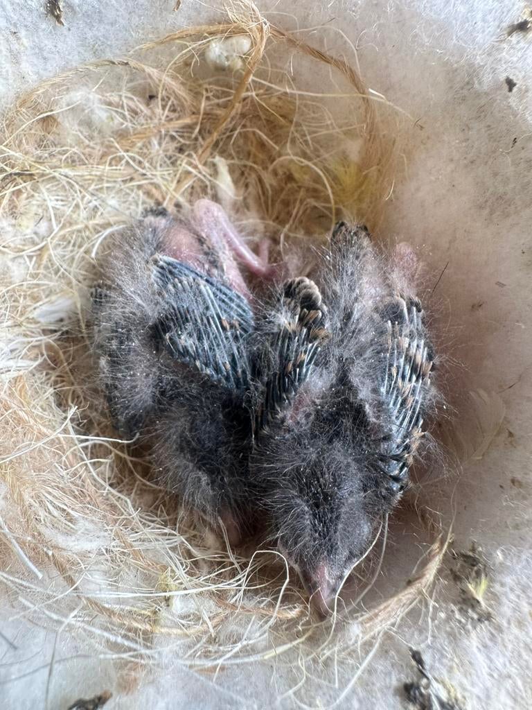 Un nid de deux metis chardonneret, Animaux & Accessoires, Oiseaux | Oiseaux Autre, Oiseau chanteur sauvage, Sexe inconnu, Bagué